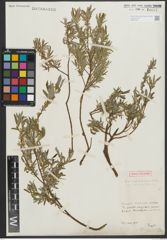 Foto von Salix repens subsp. rosmarinifolia (L.) Andersson